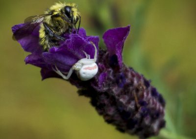 Spider and Bee on Lavender