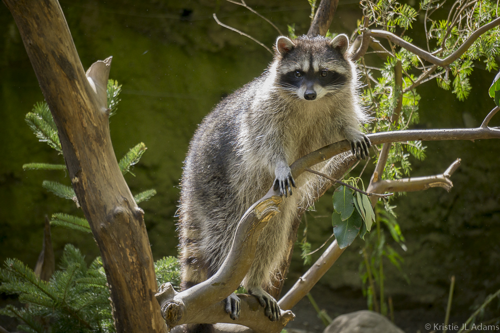 Northwest Trek Wildlife Park Raccoon – Eatonville, WA