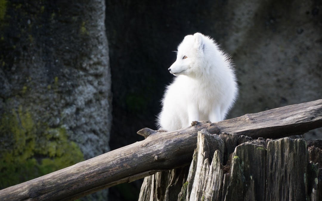Arctic Fox at the Point Defiance Zoo and Aquarium in Tacoma, WA