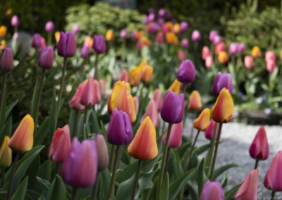 Pastel Colored Tulips on Easter