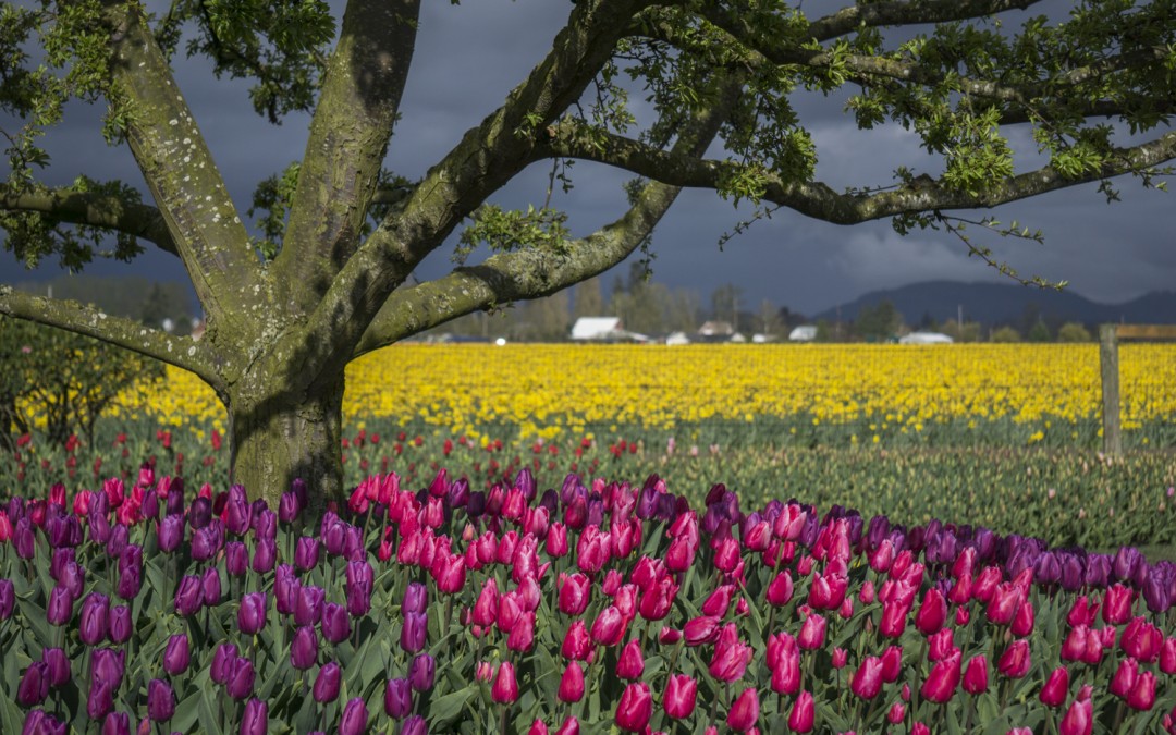 Of Trees and Tulips - Roozengaarde 2016