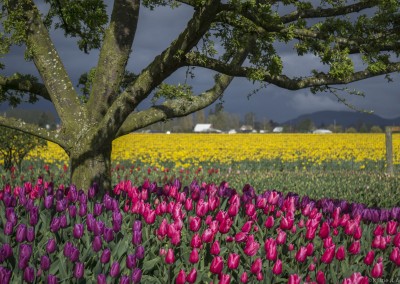 Of Trees and Tulips - Roozengaarde 2016