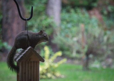 Douglas squirrel