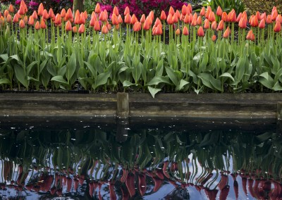 Tulip Reflection