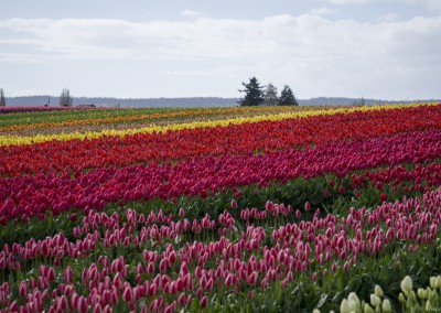 Tulip Town Fields