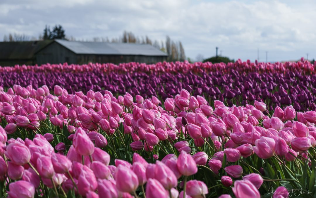 Barn in a Sea of Pink at Tulip Town – Skagit Valley Tulip Festival