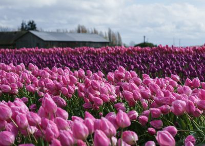 Barn in a Sea of Pink at Tulip Town – Skagit Valley Tulip Festival