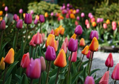 Pastel Easter Tulips – Skagit Valley Tulip Festival