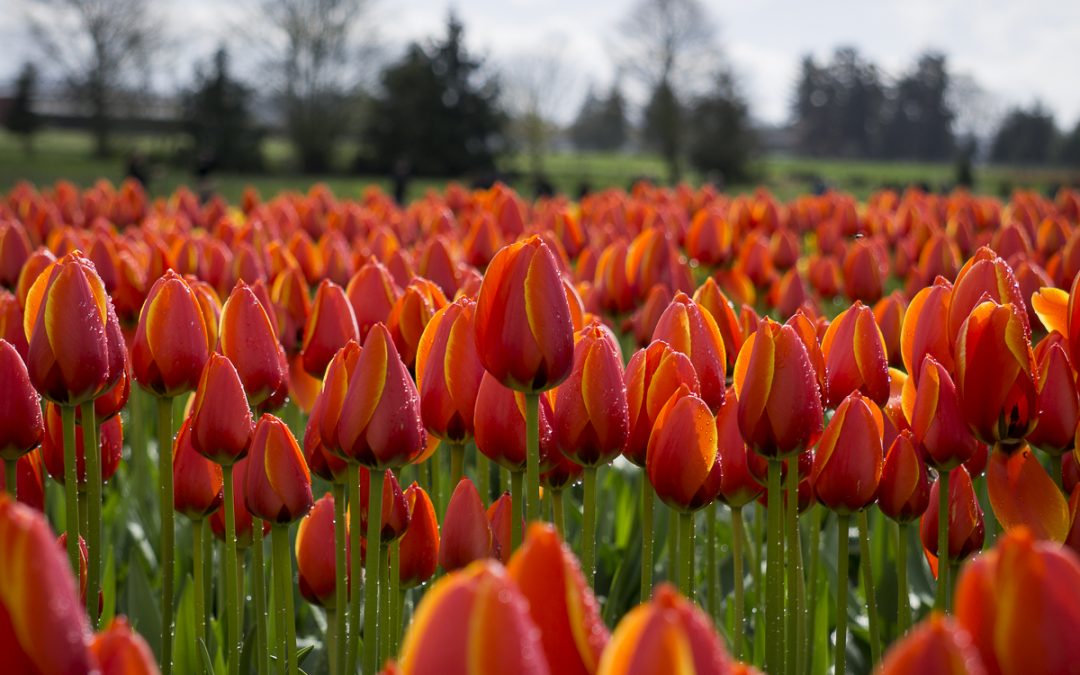 Orange Sherbet – Skagit Valley Tulip Festival
