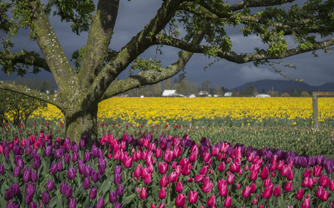 Of Trees and Tulips at Roozengaarde – Skagit Valley Tulip Festival