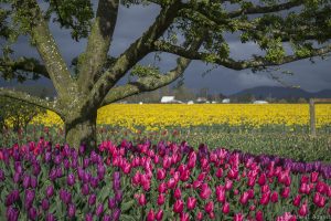 Skagit Valley Tulip Festival - Of Trees and Tulips