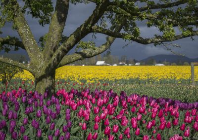 Of Trees and Tulips at Roozengaarde – Skagit Valley Tulip Festival
