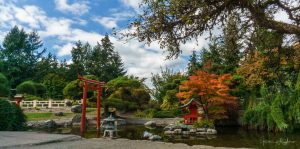 Japanese Garden at Point Defiance Park 2016