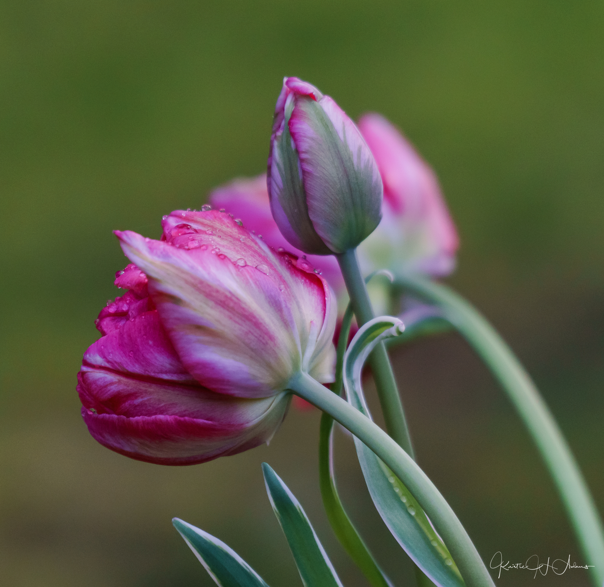 Spring Tulips 2017