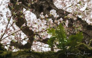UW Cherry Blossoms 02