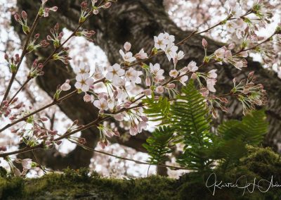 UW Cherry Blossoms 02