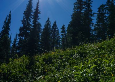 From Lake Trail, Mount Rainier National Park
