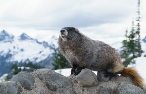 "Attitude" - Marmot in Mount Rainier National Park, Washington State
