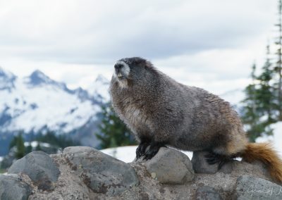 “Attitude” – Marmot in Mount Rainier National Park