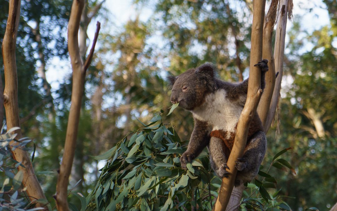 Koala Snack Time