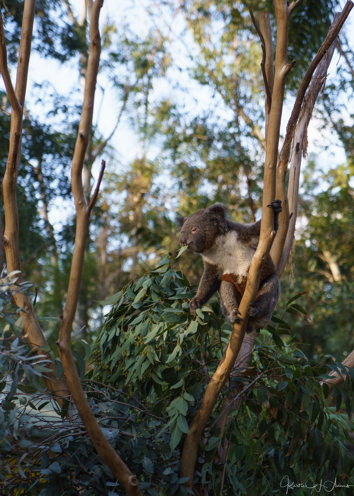 Koala Snack Time at Featherdale Wildlife Park 